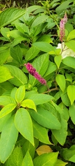 Phytolacca