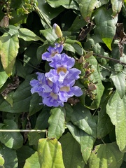 Thunbergia grandiflora