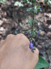 Salvia urolepis