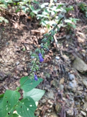 Salvia urolepis