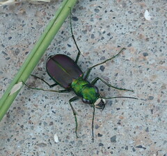 Cicindela splendida