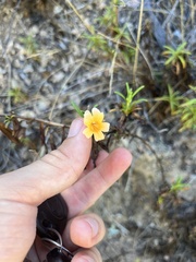 Diplacus aurantiacus