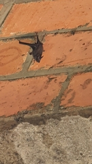 Balantiopteryx plicata