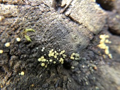 Trichoderma gelatinosum