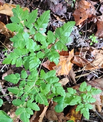 Osmorhiza longistylis