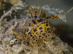Thecacera pennigera