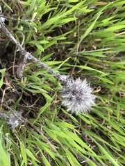 Trifolium hirtum