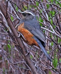 Pseudosaltator rufiventris