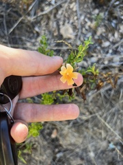 Diplacus aurantiacus