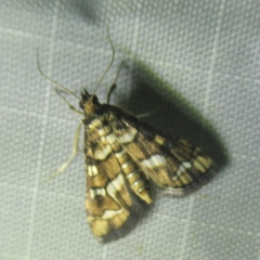 Hileithia magualis
