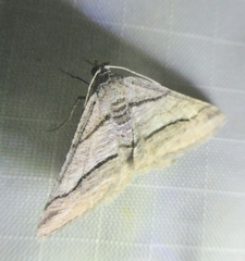 Digrammia pallorata