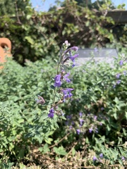 Nepeta