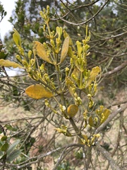 Santalaceae