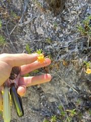 Diplacus aurantiacus