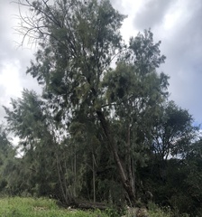 Tamarix