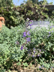 Nepeta