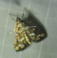 Hileithia magualis