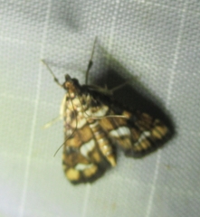 Hileithia magualis