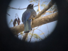 Trogon citreolus