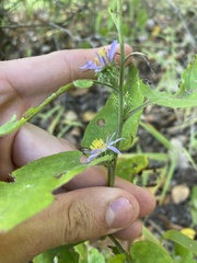 Symphyotrichum anomalum