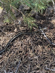 Thamnophis elegans elegans