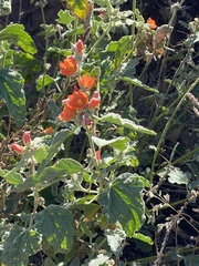 Sphaeralcea fendleri