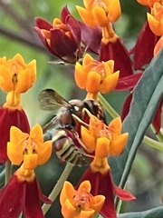 Euodynerus pratensis