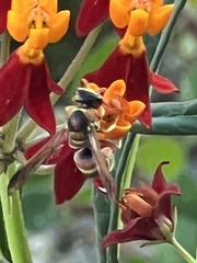 Euodynerus pratensis