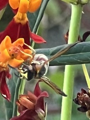 Euodynerus pratensis