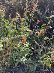 Sphaeralcea fendleri