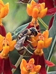 Euodynerus pratensis