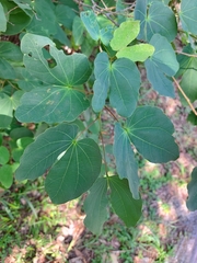 Bauhinia macranthera