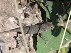 Sceloporus edbelli