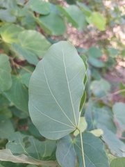 Bauhinia macranthera