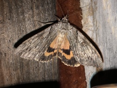 Catocala subnata