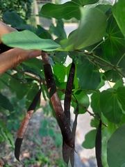 Bauhinia macranthera