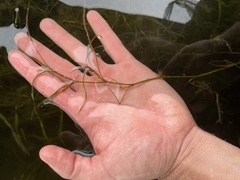 Potamogeton zosteriformis