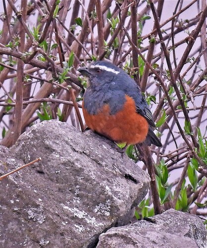 Rufous-bellied Mountain Tanager (Pseudosaltator rufiventris), photo 10