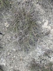 Bouteloua pectinata