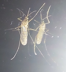Culex pipiens