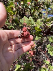 Arctostaphylos pechoensis