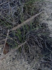 Bouteloua pectinata