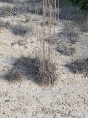Bouteloua pectinata