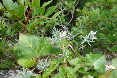 Polygonum paronychia
