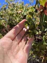 Arctostaphylos pechoensis