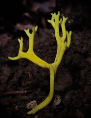 Clavulinopsis corniculata