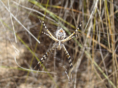 Argiope australis