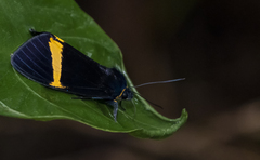 Aclytia