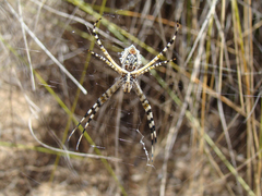 Argiope australis