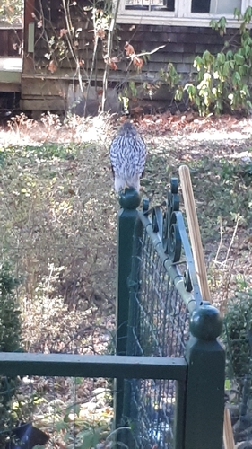 Cooper's Hawk